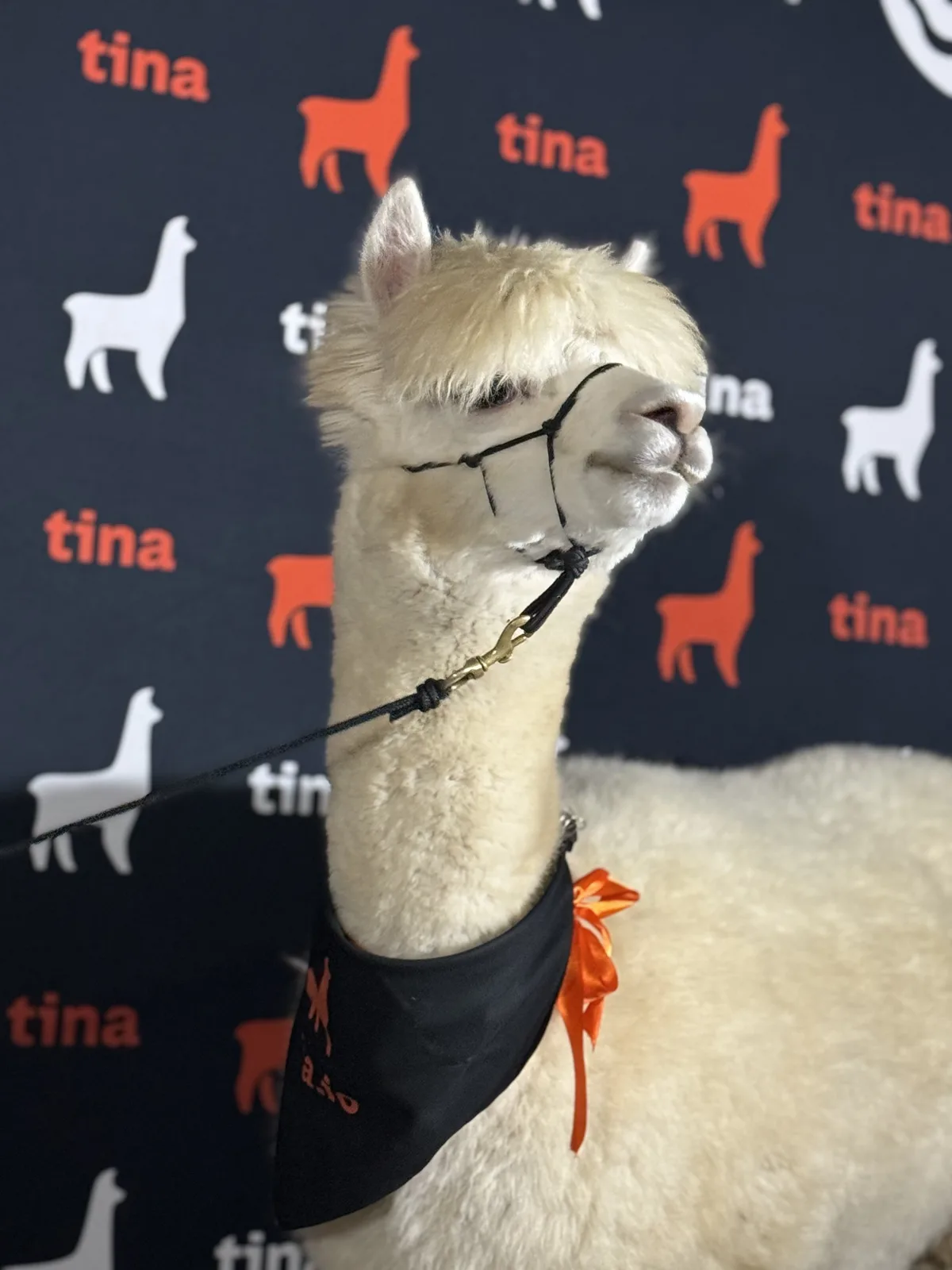 The real llama at the TinaCMS launch party